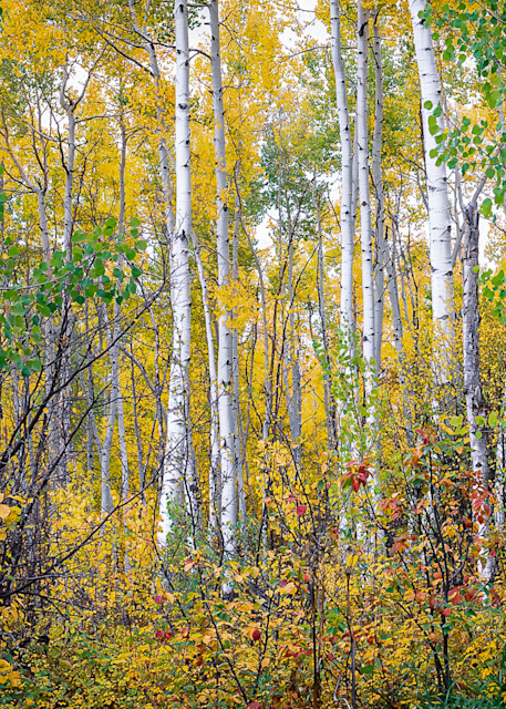 Fall Aspens. Snowmass, Colorado Photography Art | Kelley Dallas Photography