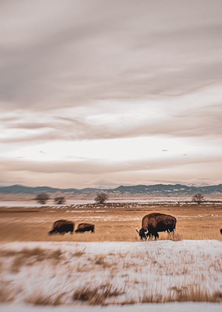 Grazing Buffalo. Colorado Photography Art | Kelley Dallas Photography