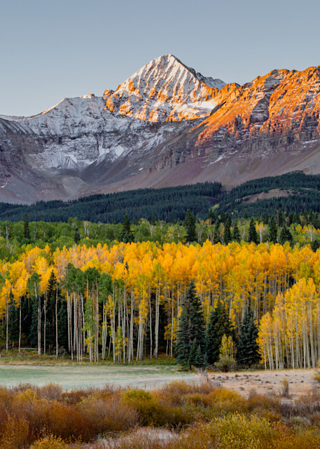 Yellow Aspens. Telluride, Colorado Photography Art | Kelley Dallas Photography