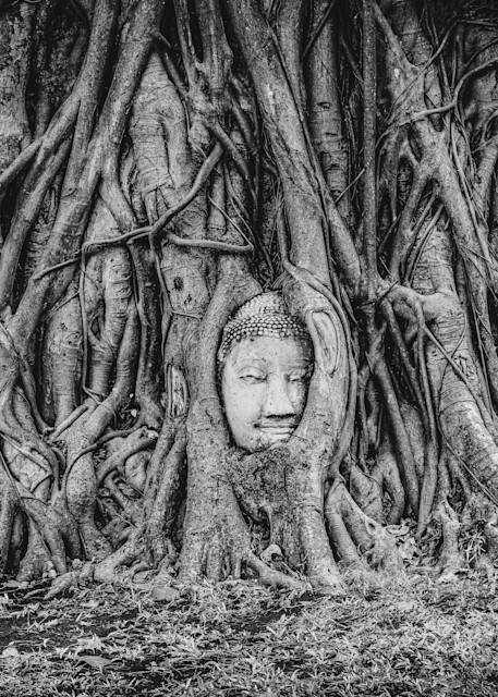 Buddha And Roots. Ayutthaya, Thailand Photography Art | Kelley Dallas Photography