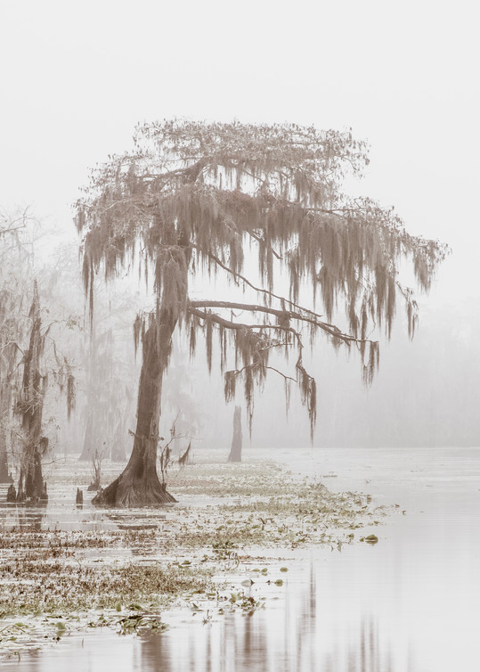 Blind River fog - Louisiana swamp fine-art photography prints