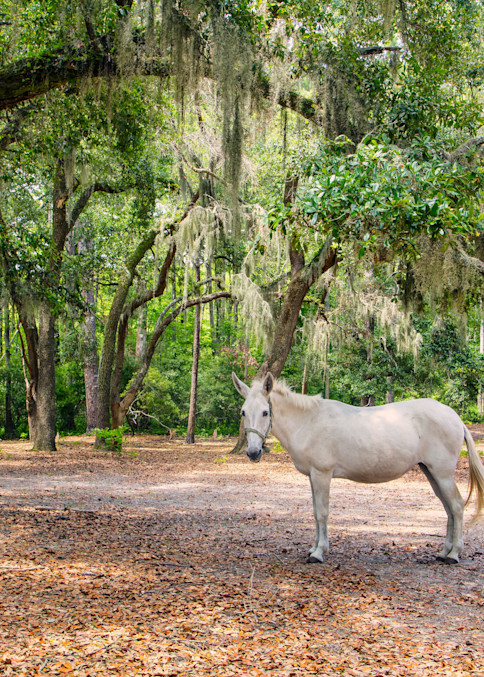 Horse on the Lowcountry Trail at Brookgreen Gardens, a vast complex of sculpture gardens, ecosystem trails, a wildlife preserve and a small zoo on four former rice plantations in Murrells Inlet, South Carolina.  This is a Carolina Marsh Tacky horse,