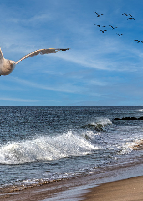Beach Spirit incarnate the seagull