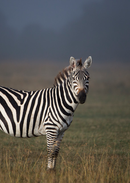 Zebra 107