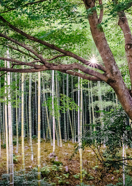 Bamboo Forest. Kyoto, Japan Photography Art | Kelley Dallas Photography