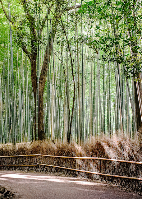Arashiyama Bamboo Grove. Kyoto, Japan Photography Art | Kelley Dallas Photography