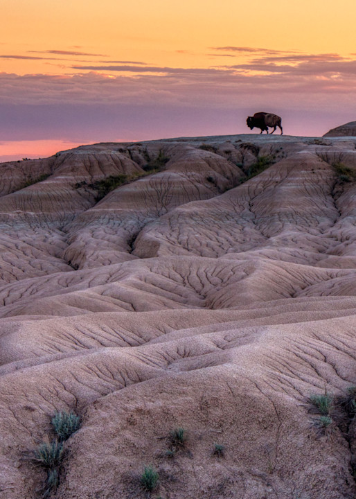 Bison In The Badlands At Sunset Photography Art | Peter Batty Photography