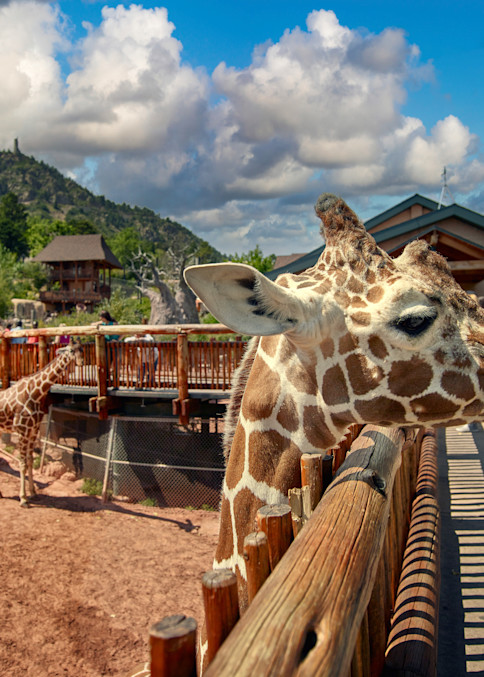 One rarely gets to go eye-to-eye with a giraffe, but it's possible at the Cheyenne Mountain Zoo in Colorado Springs, Colorado.  The zoo's giraffe breeding program is the most prolific in the world.  There is even a Web cam (online camera view) for g