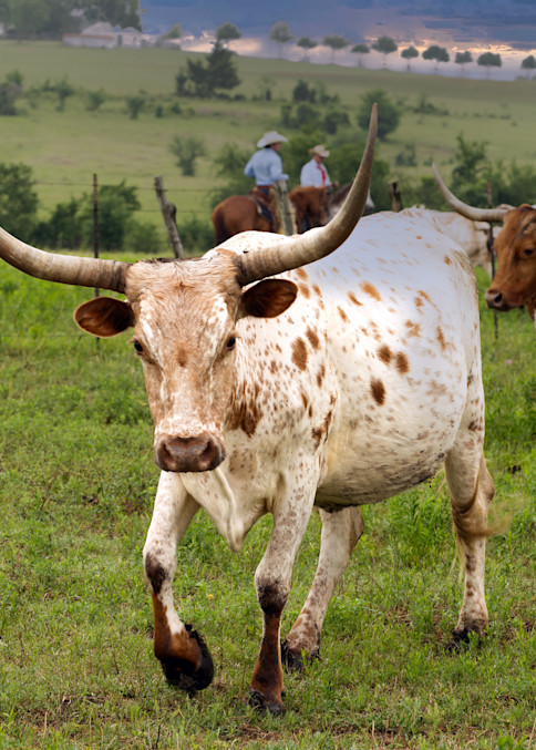 Texas longhorns on the move at the 1,800-acre Lonesome Pine Ranch, a working cattle ranch that is part of the Texas Ranch Life ranch resort near Chappell Hill in Austin County, Texas.  The ranch, originally settled in 1823 by one of the "Old 300" Te