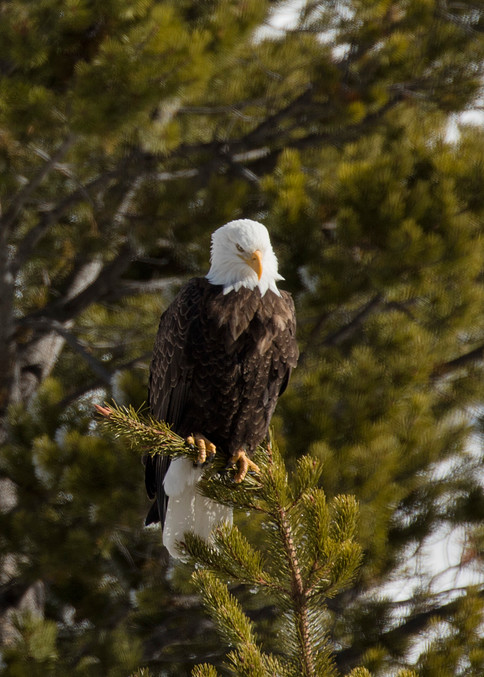 A young bald eagle surveys the world below in the vast Wyoming portion of Yellowstone National Park.  America's first national park also extends somewhat into Idaho and Montana.  This bird, often depicted as a symbol of America, is (as you can see) 