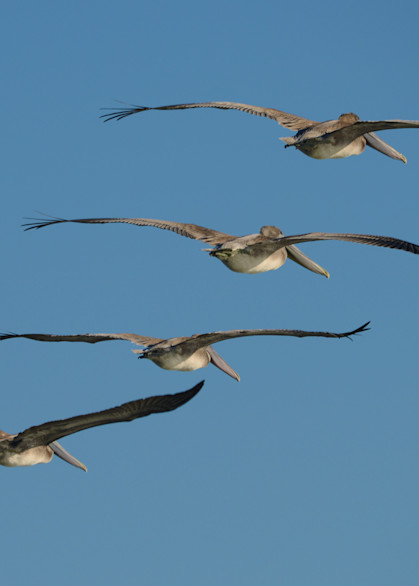 Brown Pelican as they soar in a group of four