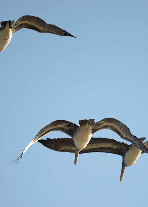 Brown Pelicans soaring high in the sky searching for food in the ocean