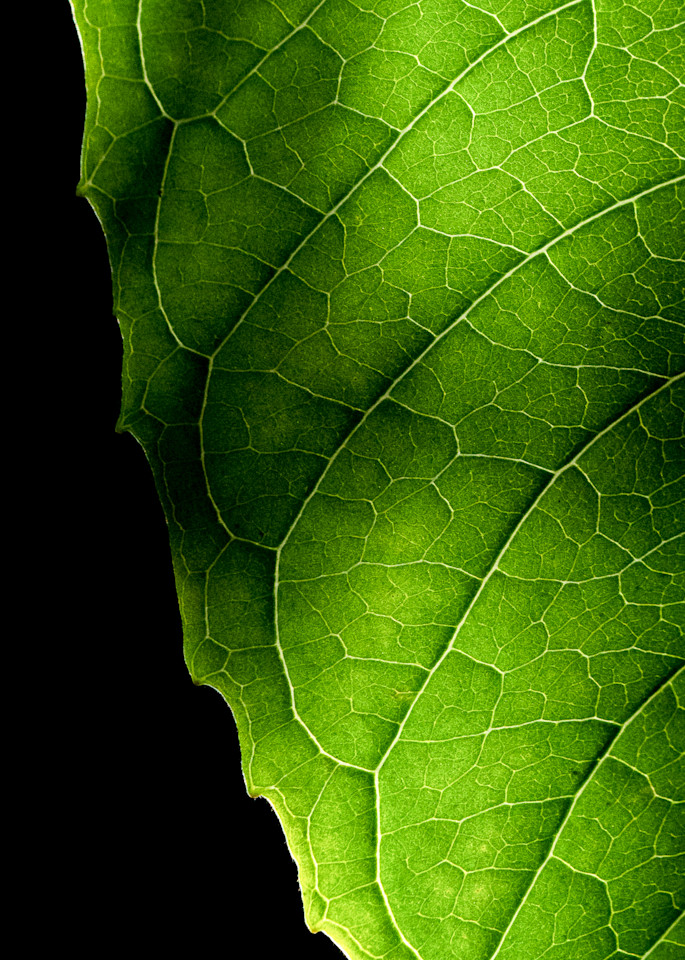 Leaf The Light On Photography Art | CSY Photography