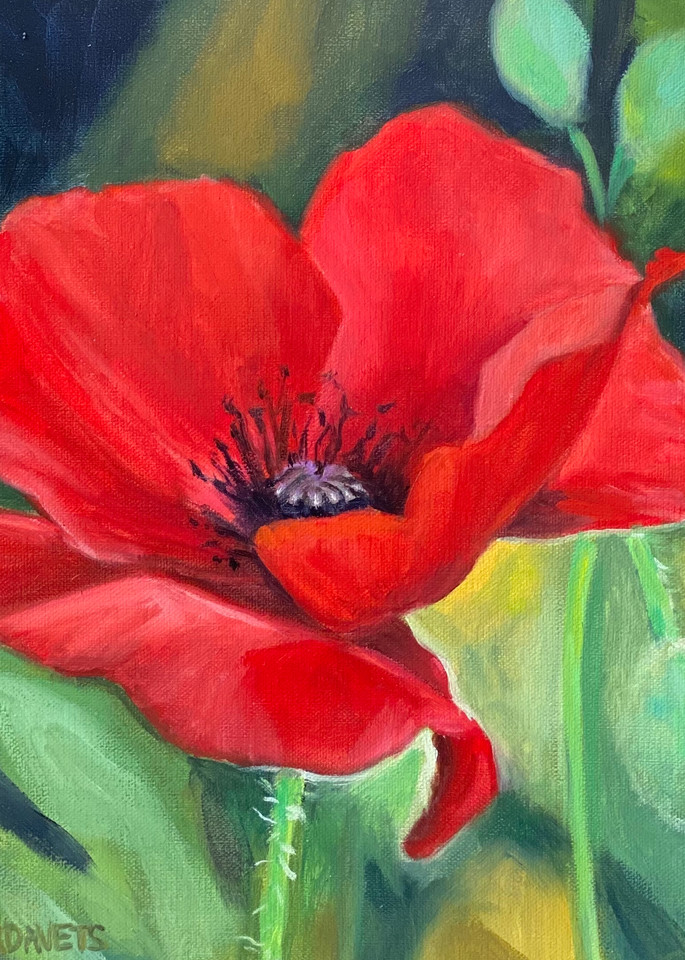 Red Poppy  Art | Jennifer Zardavets Art