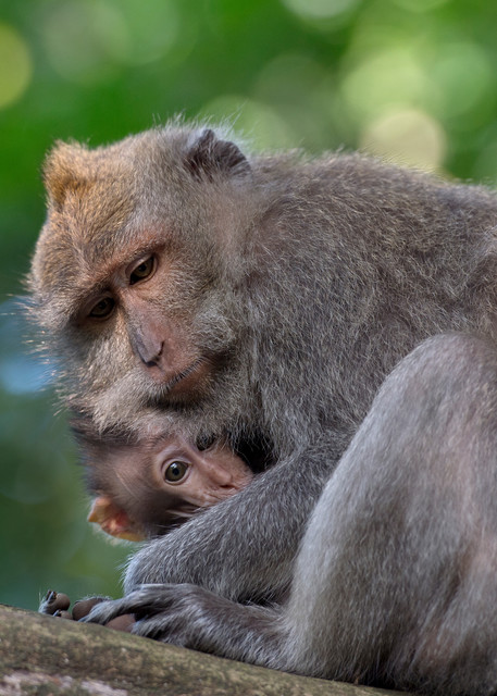 Cute macaque and baby nestled together in Bali.