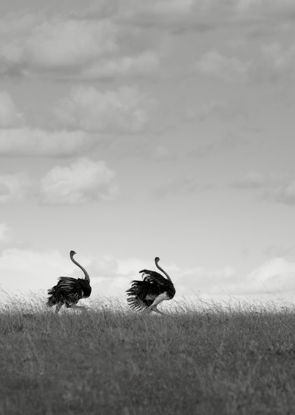 Cute ostriches walking in Kenya fine art print