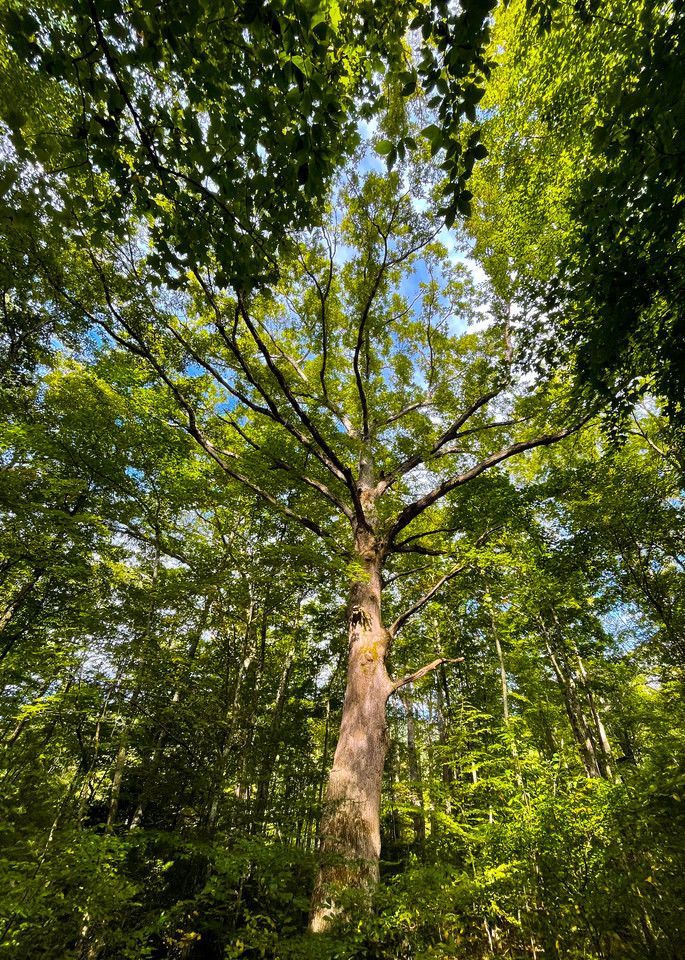 Mother Oak of Shope Creek