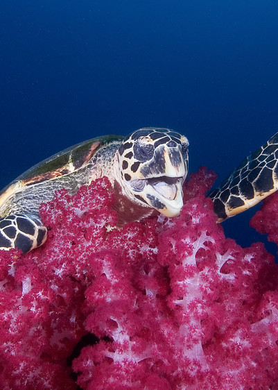 Hilarious underwater image of a turtle playing on the reef.