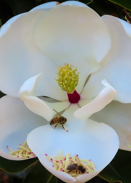 Wannabe Naturalist bees on a Magnolia flower | Eugene L Brill
