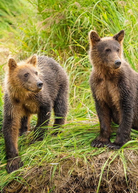 Brown Bear cubs watching mother.