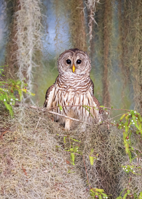 Barred Owl With Spanish Moss F0 A4009 Blue Lake Cypress Fl Usa Photography Art | Clemens Vanderwerf Photography