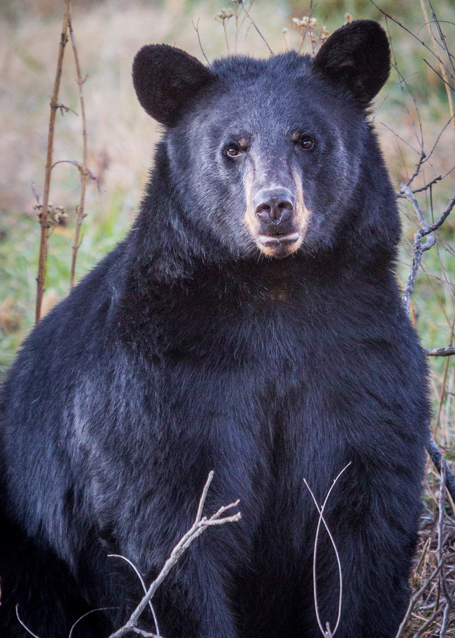 Black Bear 103