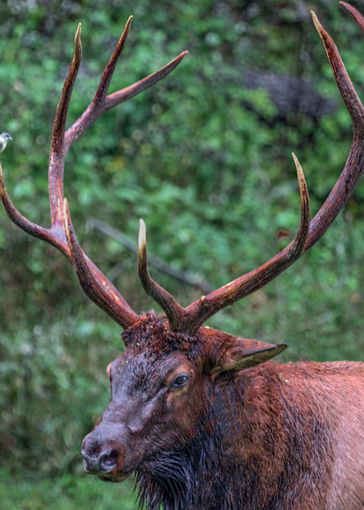 Bull Elk With Bird On Antler Photography Art | Fine Art From Nature
