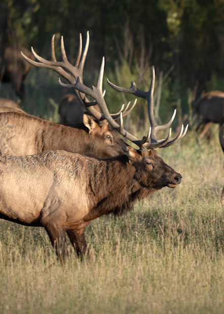 Rutting Bull Elk Photography Art | Jim Collyer Photography