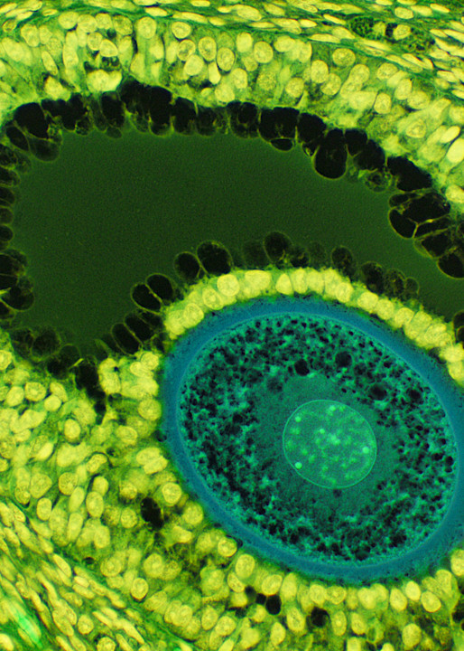Vet Artwork - Molecular Images of Cat Ovary Cells
