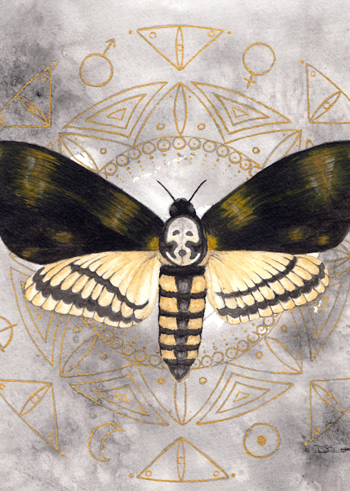 deaths head moth watercolor by deb soromenho
