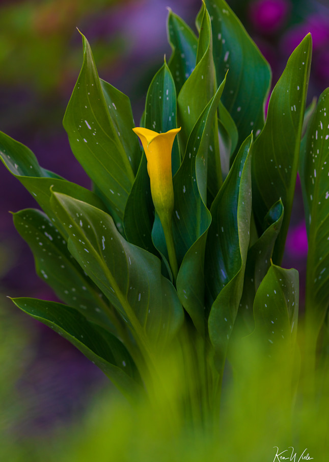 Calla Lily Delight Photography Art | Ken Wiele Photography
