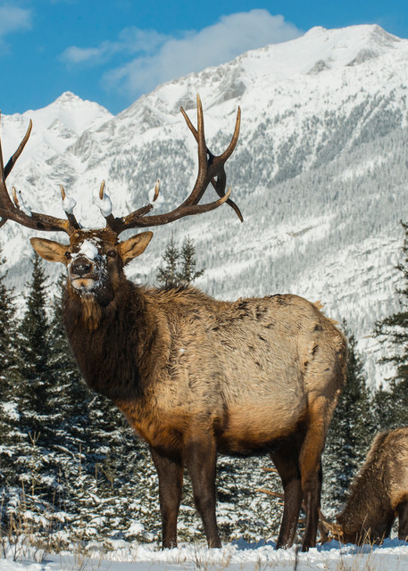 Majestic Elk in Majestic Mountains