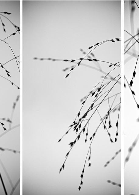 Fall Grasses Tryptych Photography Art | Nathan Larson Photography