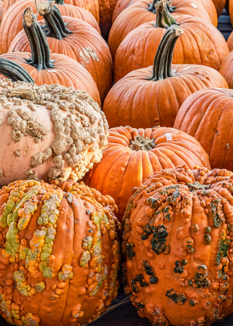 Pumpkin Patch Pumpkins with Bumpy Texture Photo Art | Nicki Geigert, Photographer