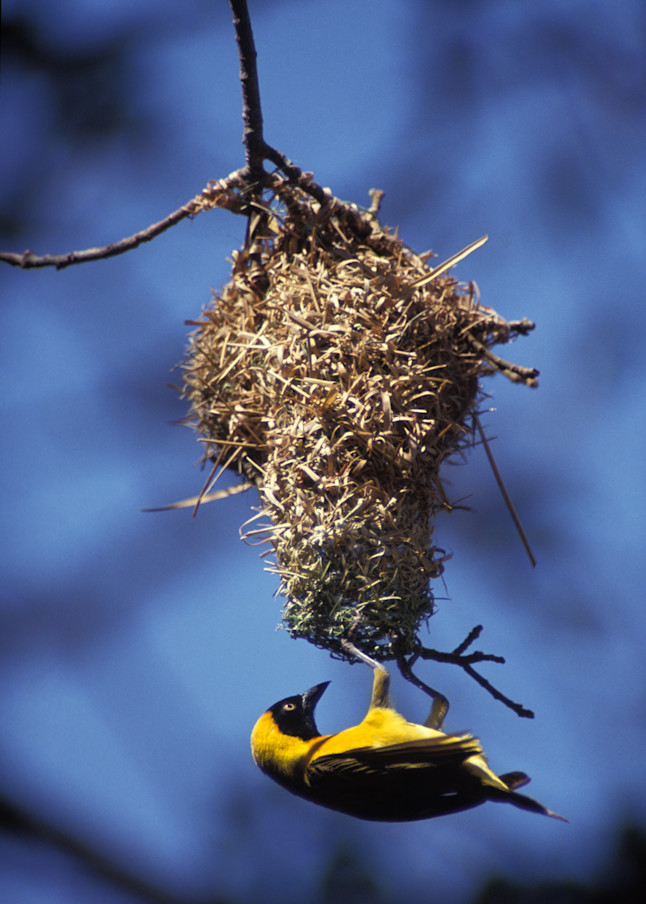Weaver's Nest