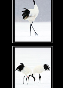 Snow Crane Art | Cheng Yan Studio