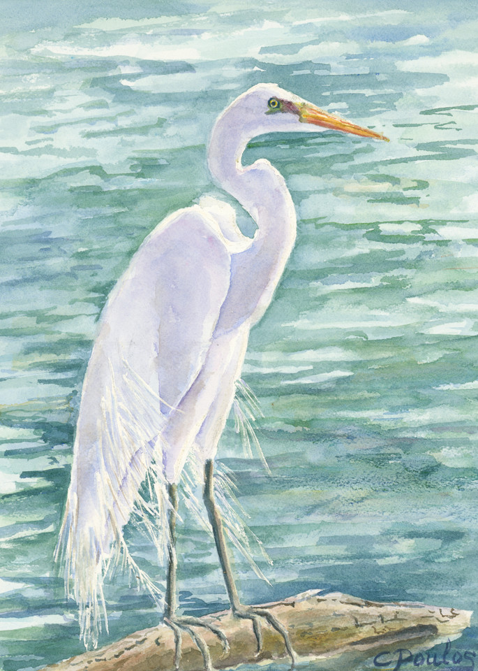 Watchful Egret Print Art | Cathy Poulos Art