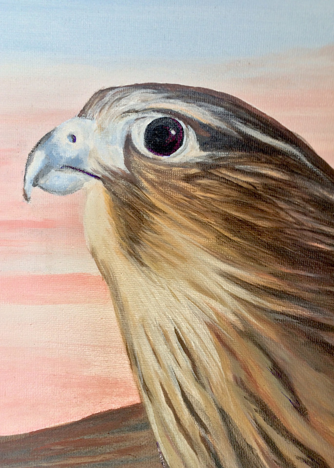 Coopers Hawk Art | IMDArtist Barbara Andrews