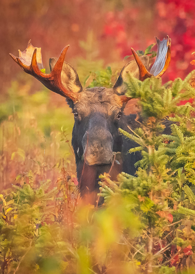 Bull Moose In Foliage Photography Art | Monteux Gallery