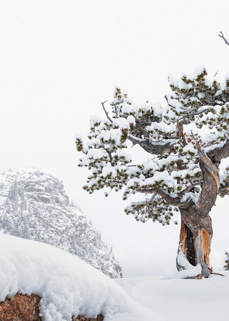Art of an Elemental Pine by Colorado photographer James Frank