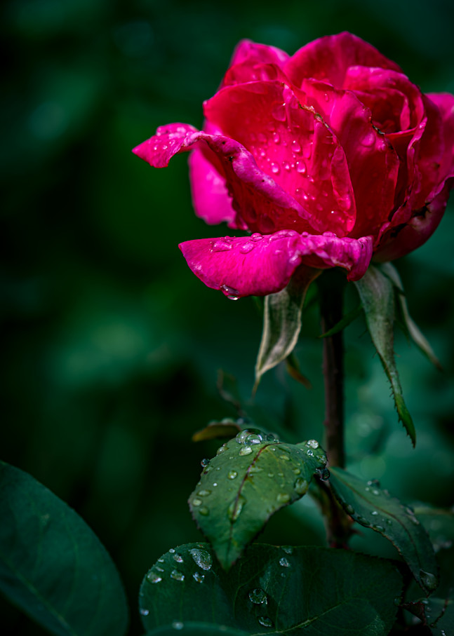 Raindrop Rose Photography Art | Gingerich PhotoArt