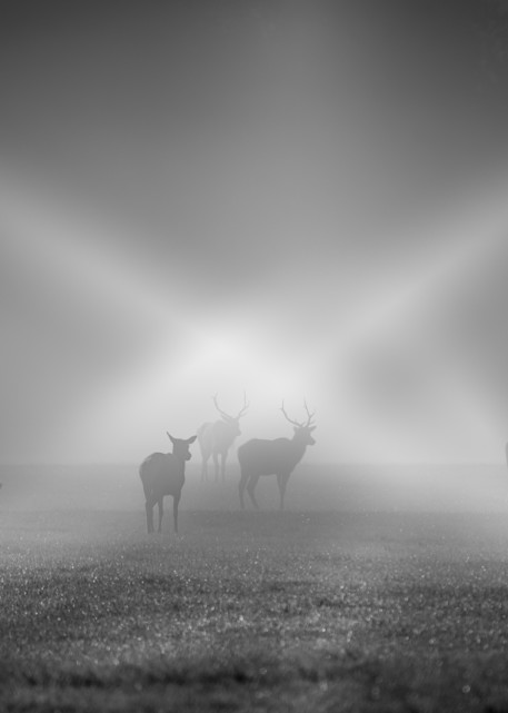 Elk Spotlight Photography Art | Gingerich PhotoArt