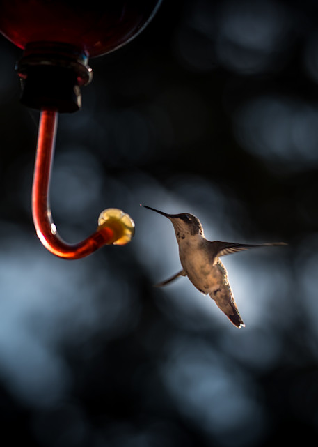 Hummingbird Heaven Photography Art | Gingerich PhotoArt