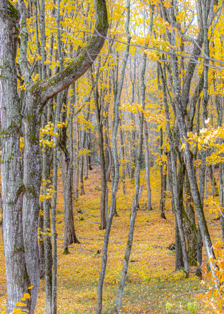 Daniel Rea Photography - Places - North America - United States - Michigan - Foliage - National Parks - MI8954