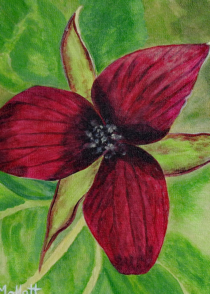 Algonquin Red Trillium Art | Lynda Moffatt Fine Arts