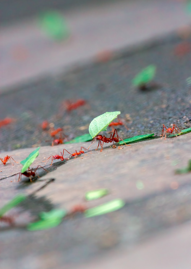 Costa Rica Ants Photography Art | Scott Markowitz Photography