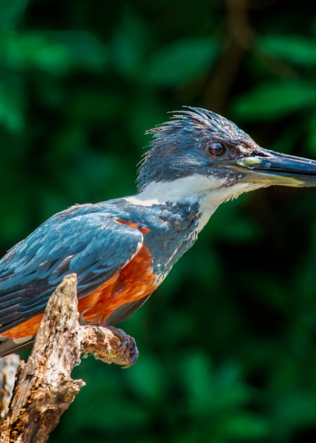 Scott Markowitz photography - best sellers - Costa Rica King Fisher Perched