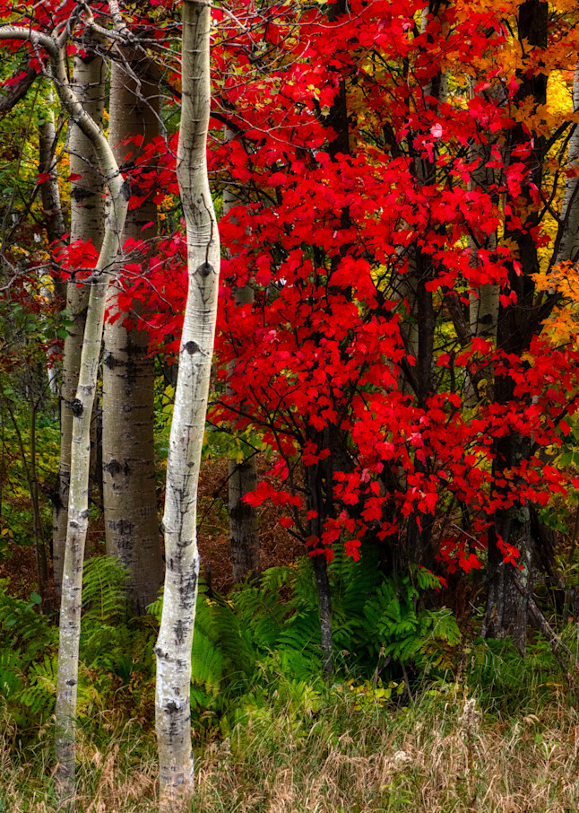 A Red Leaf Photography Art | Ken Wiele Photography