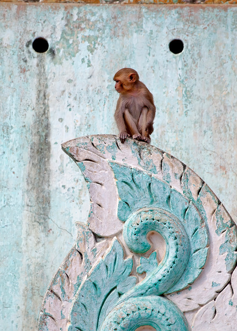 Mt. Popa Monkey Photography Art | Felice Willat Photography