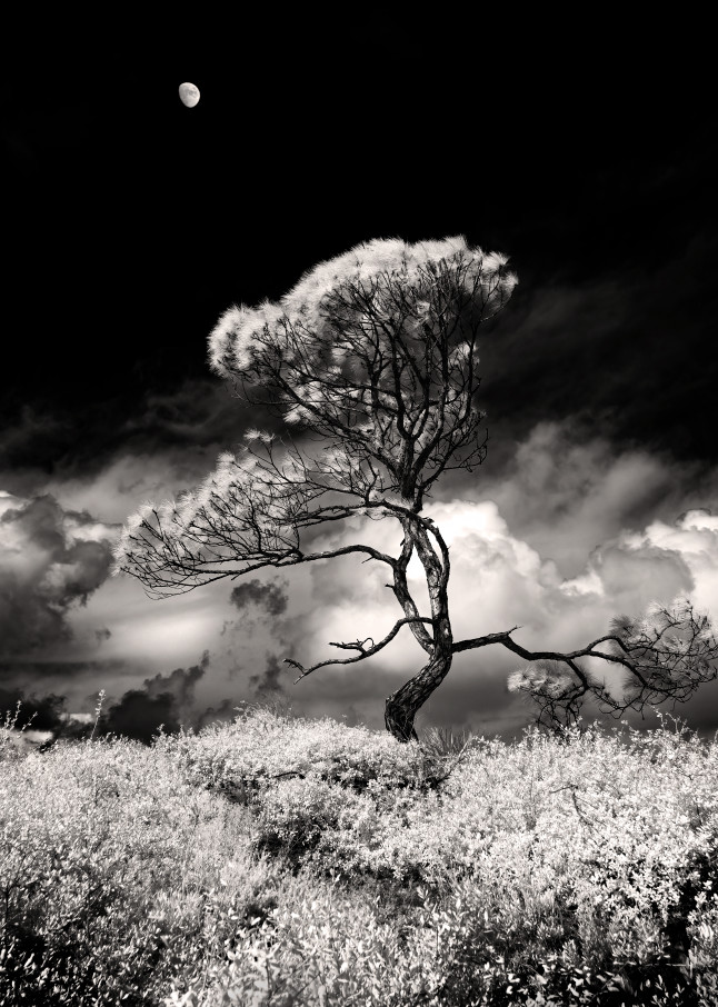 A Lone Pine Tree Silhouette Infrared